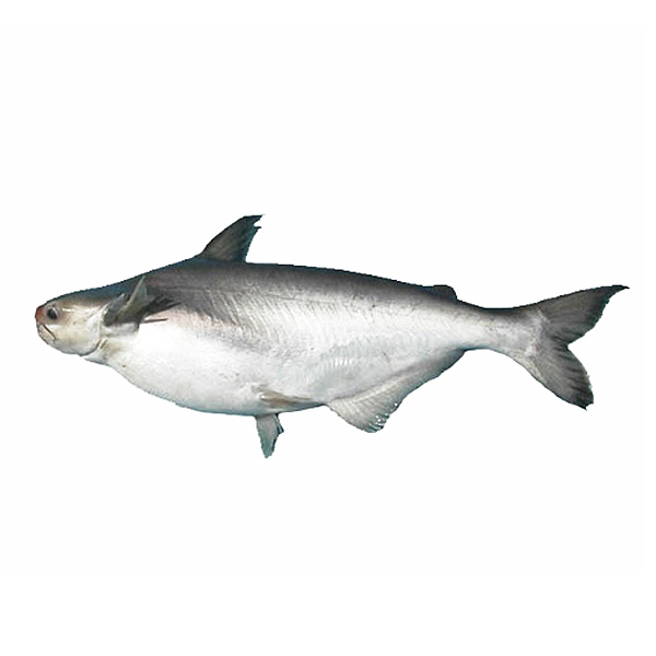 Cá Hú Nguyên Con Không Làm Sẵn (Kg) Giá bán theo kg~1.1Kg/Con